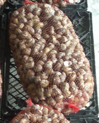 caracoles