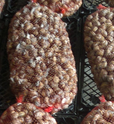 caracoles